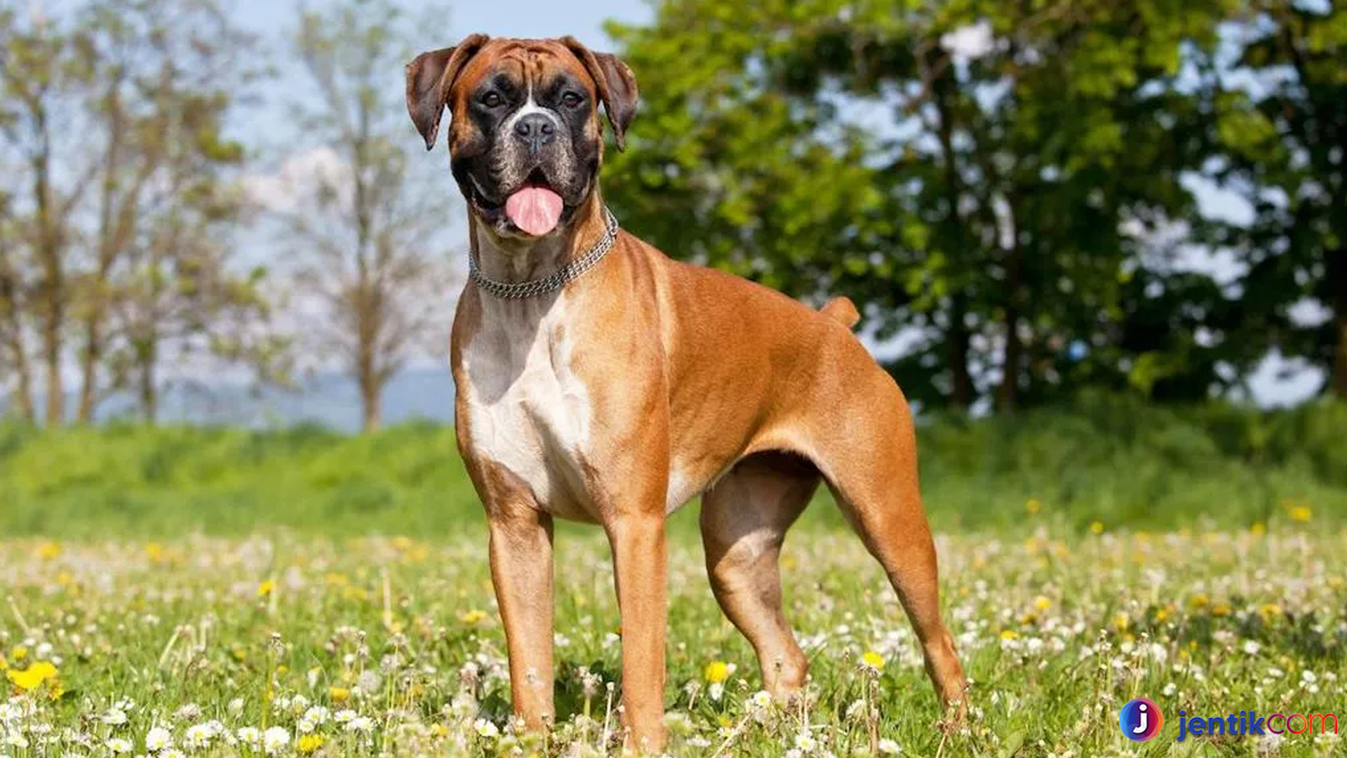 Fakta Unik Tentang Anjing Bokser yang Jarang Diketahui