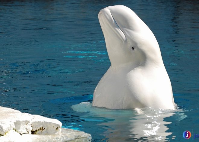 Paus Beluga: Mamalia Laut dengan Suara yang Mengagumkan