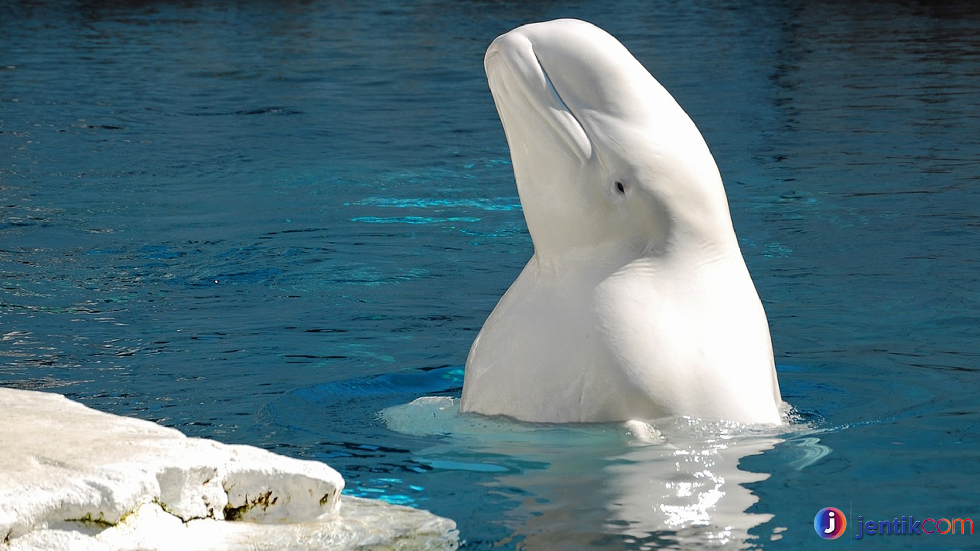 Paus Beluga: Mamalia Laut dengan Suara yang Mengagumkan