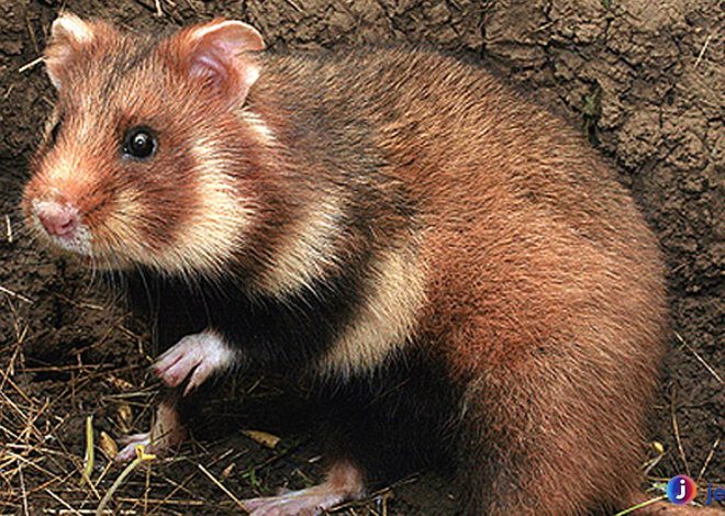 Perjuangan Hamster Eropa Bertahan di Tengah Perubahan Alam