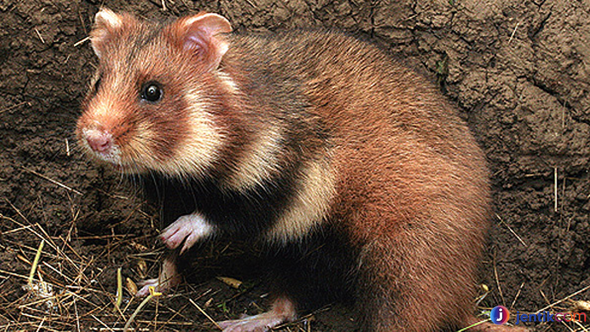 Perjuangan Hamster Eropa Bertahan di Tengah Perubahan Alam