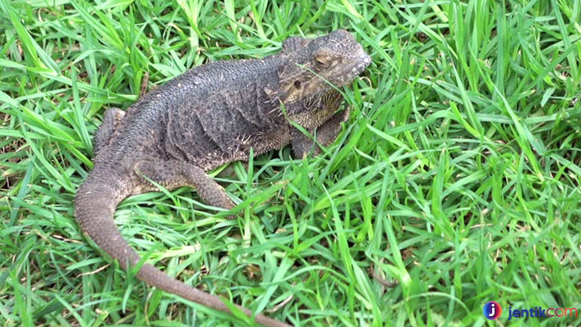 Mengenal Biawak India: Predator Cerdas dan Penjelajah Alam