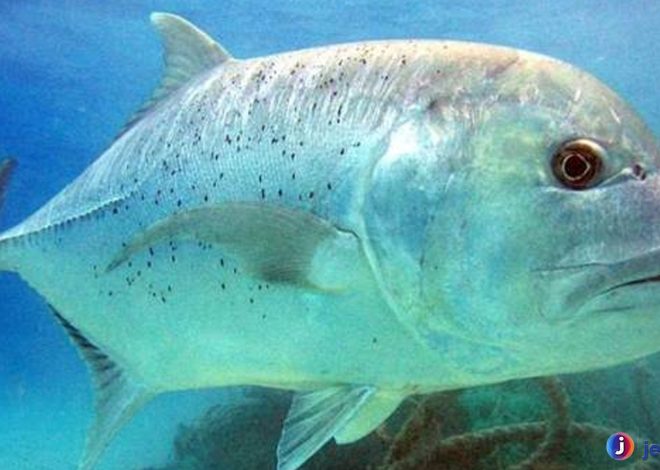 Uniknya Ikan Kuwe Batu, Fakta yang Sering Terlewatkan