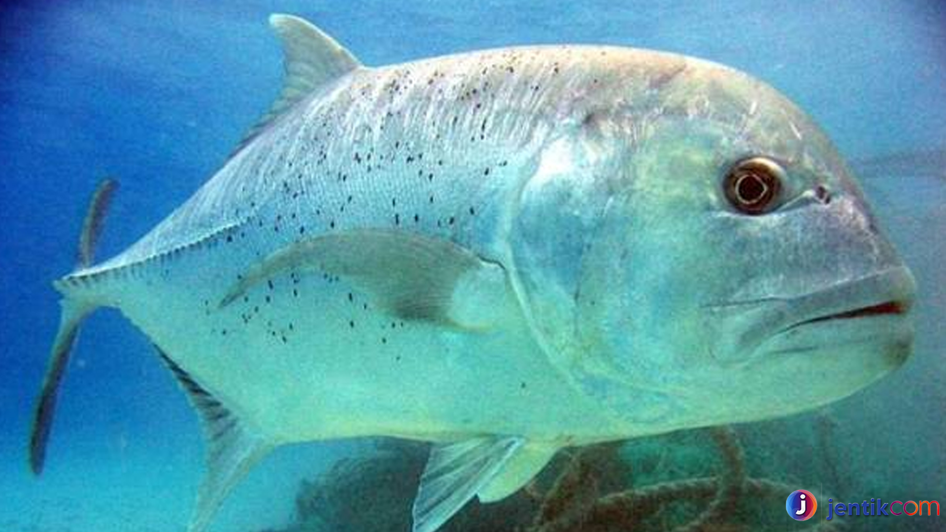Uniknya Ikan Kuwe Batu, Fakta yang Sering Terlewatkan