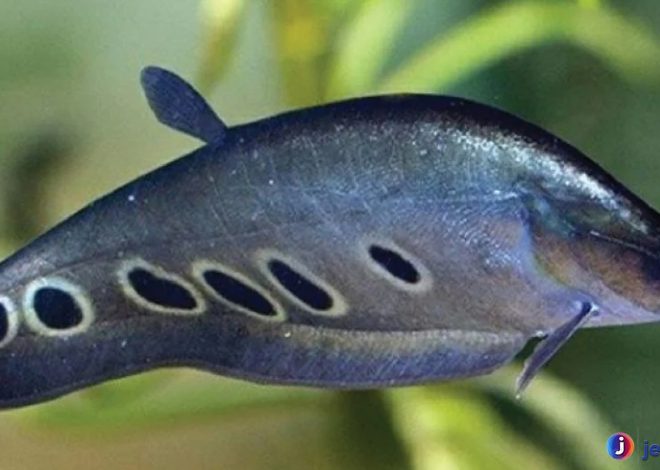 Ikan Belida: Raksasa Sungai dengan Pesona Memikat