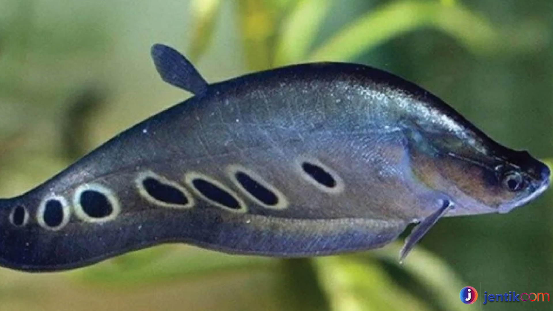 Ikan Belida: Raksasa Sungai dengan Pesona Memikat