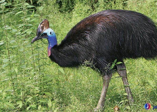 Keunikan Burung Kasuari yang Jarang Diketahui Banyak Orang