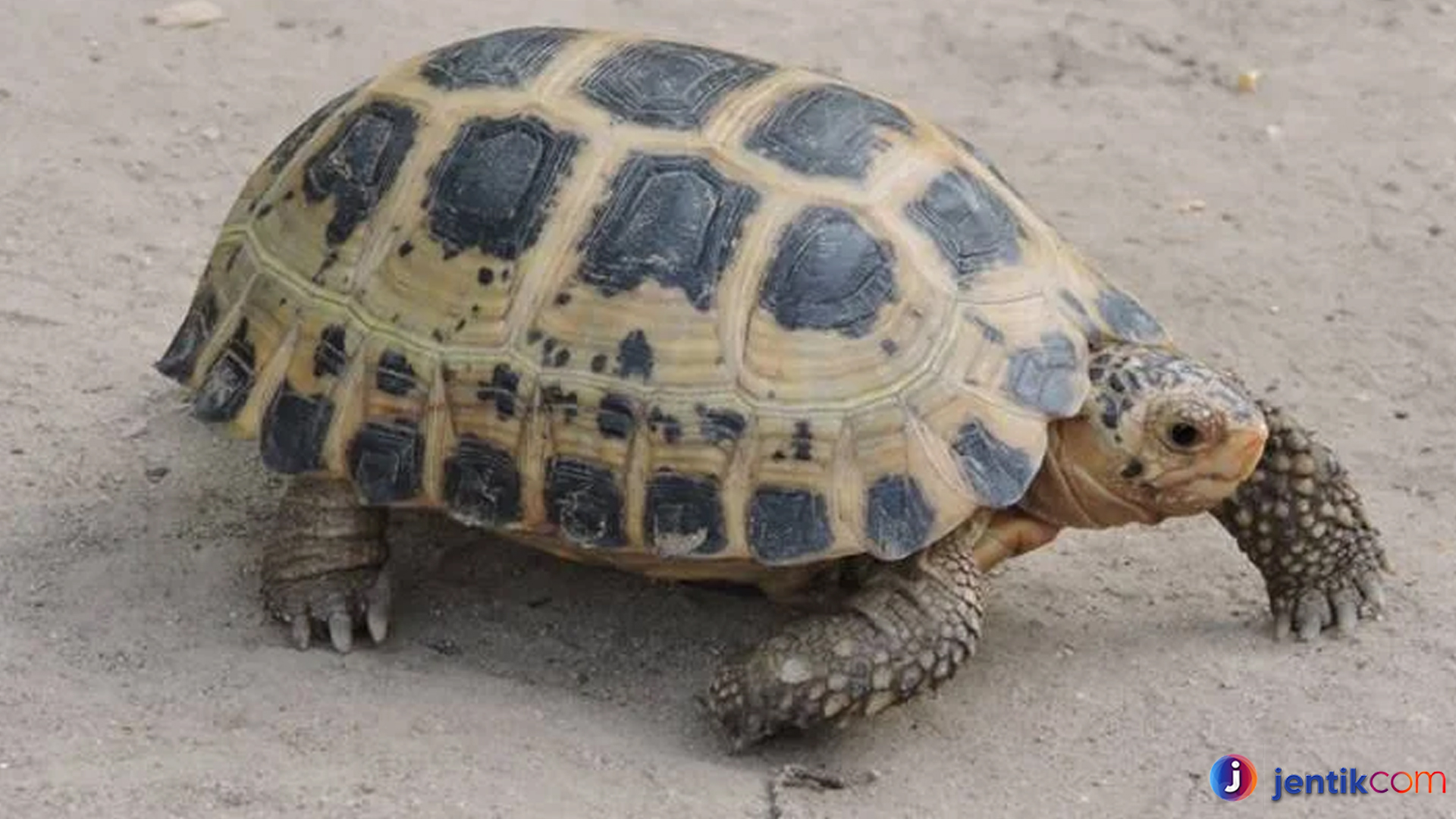 Baning Sulawesi: Harta Karun Fauna yang Jarang Terlihat