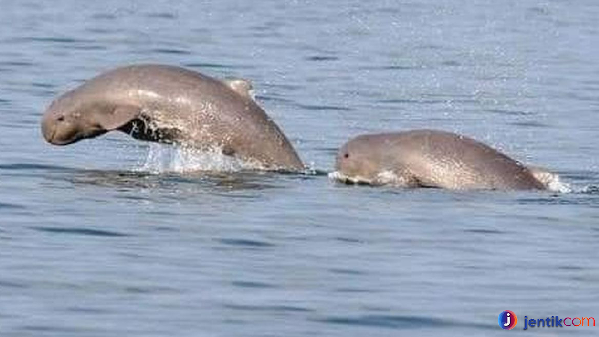 Pesut Mahakam dan Keajaiban Ekosistem Sungai Kalimantan