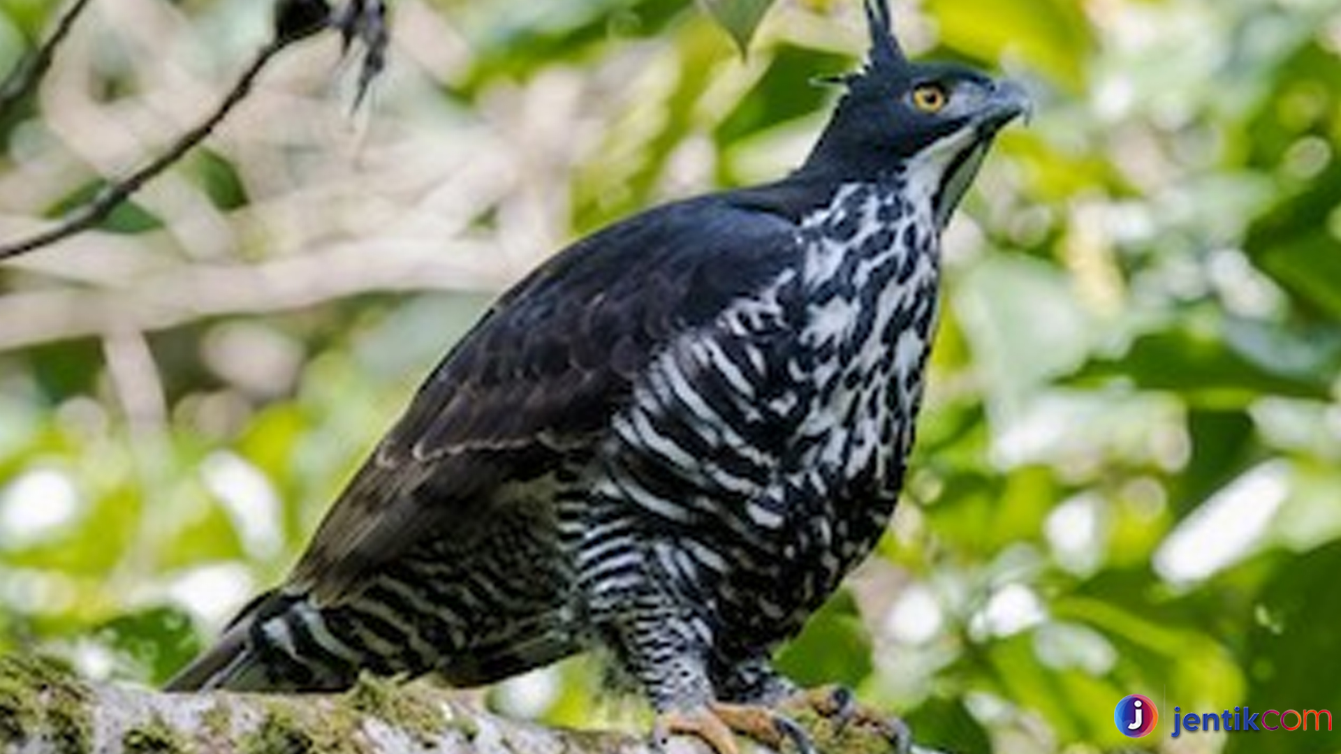 Burung Elang Gunung: Si Pemburu Ulung dari Langit Tinggi