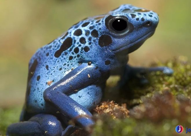 Katak Panah Beracun: Si Kecil Berbahaya dari Hutan Tropis