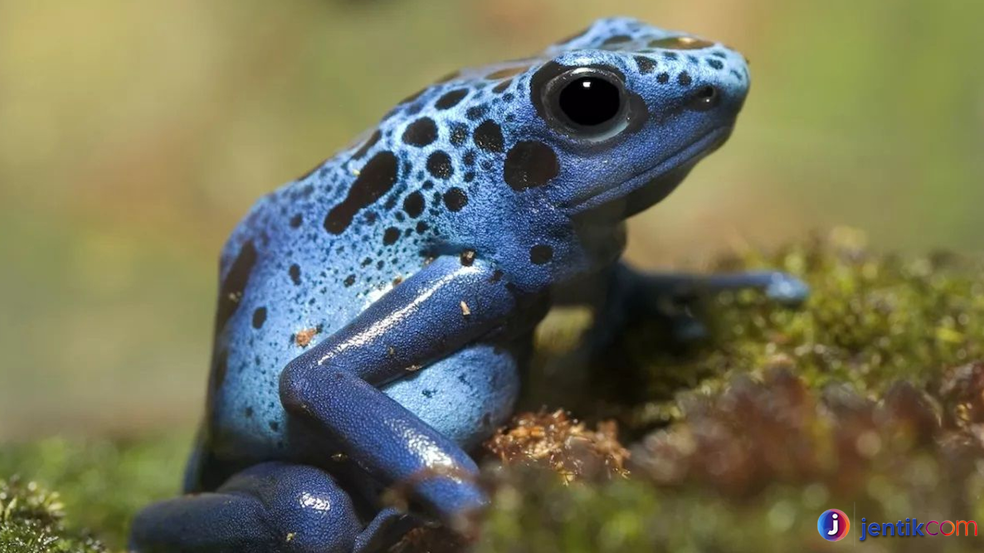 Katak Panah Beracun: Si Kecil Berbahaya dari Hutan Tropis