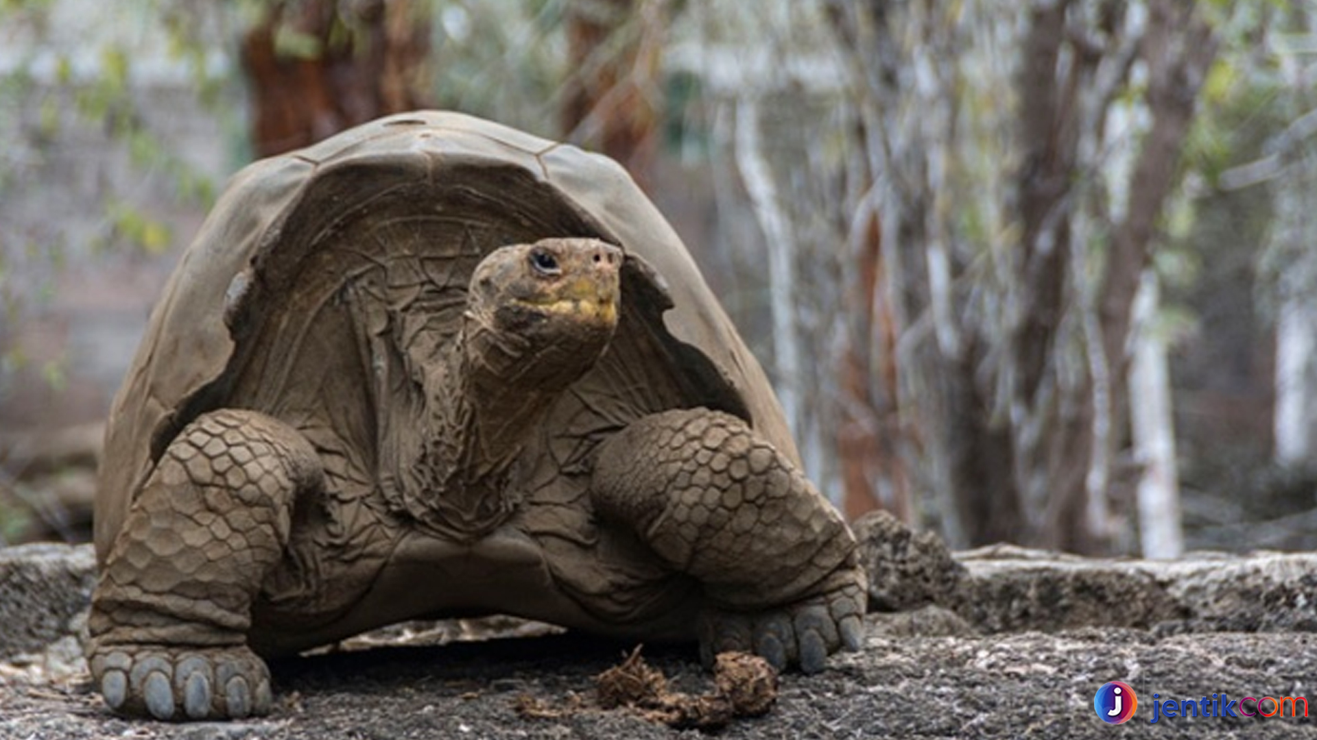 Kura-kura Galapagos: Simbol Alam Purba yang Tetap Bertahan