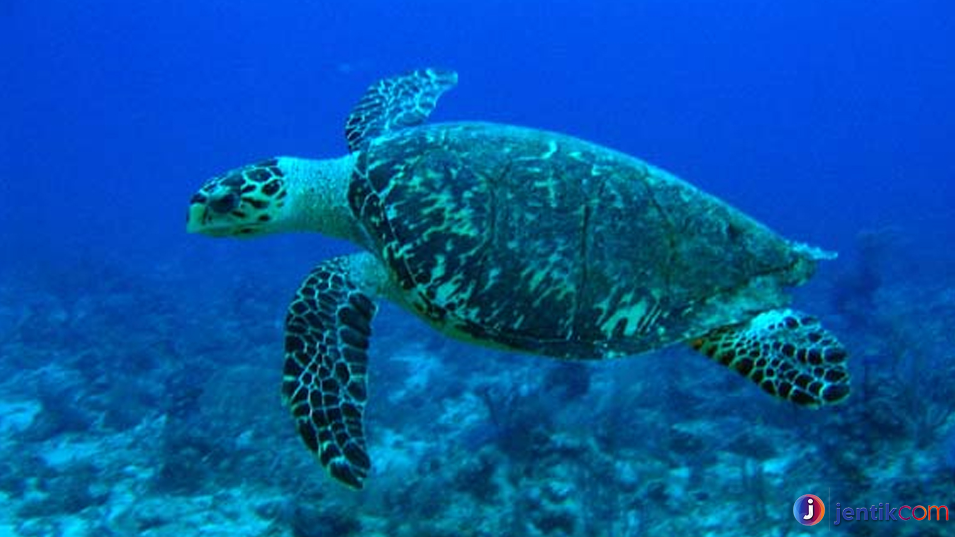 Rahasia Penyu Sisik, Si Penghuni Laut Tropis yang Menawan