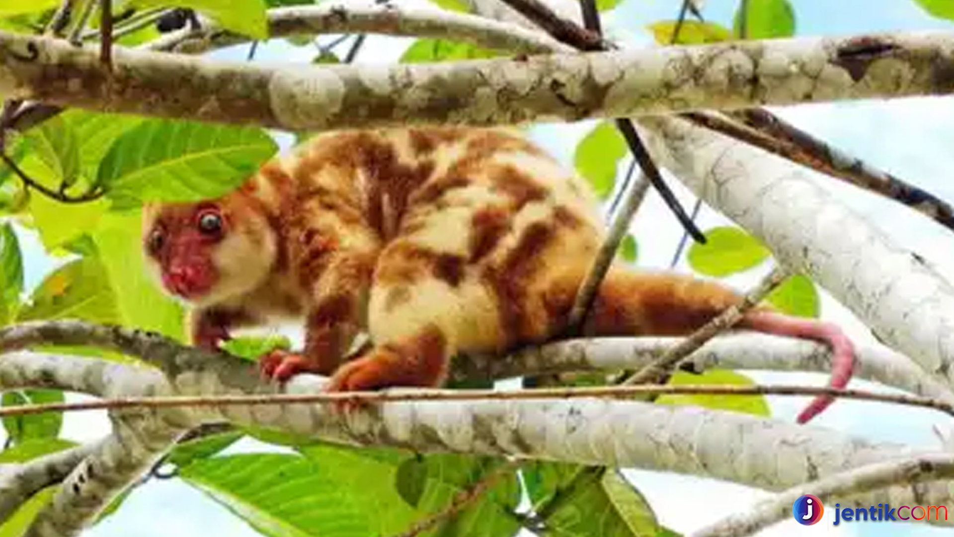 Kuskus Tutul, Satwa Malam dengan Corak Bercak Menawan