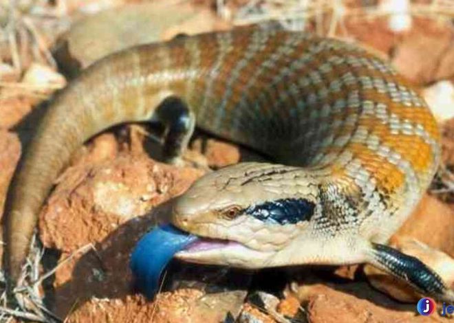 Bengkarung Lidah Biru, Hewan Langka dengan Warna Menawan