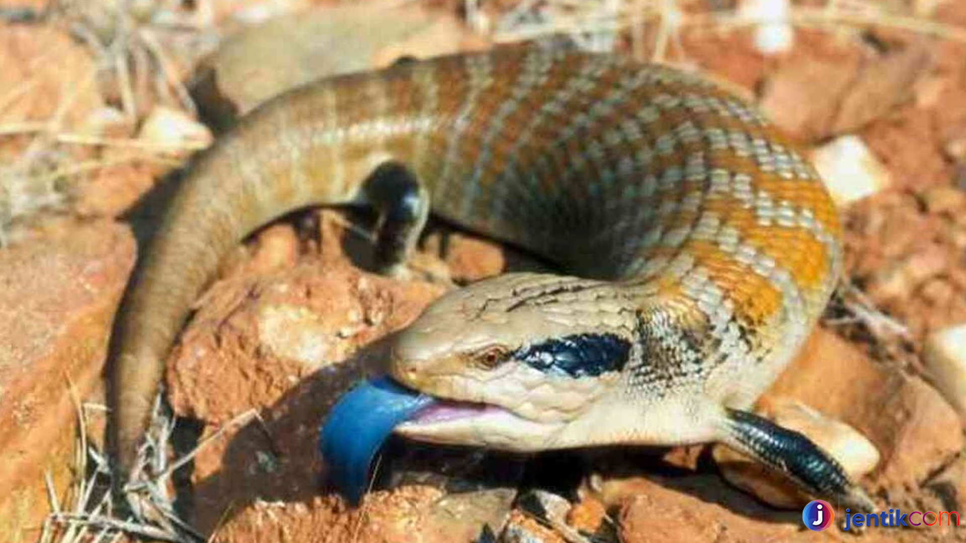 Bengkarung Lidah Biru, Hewan Langka dengan Warna Menawan