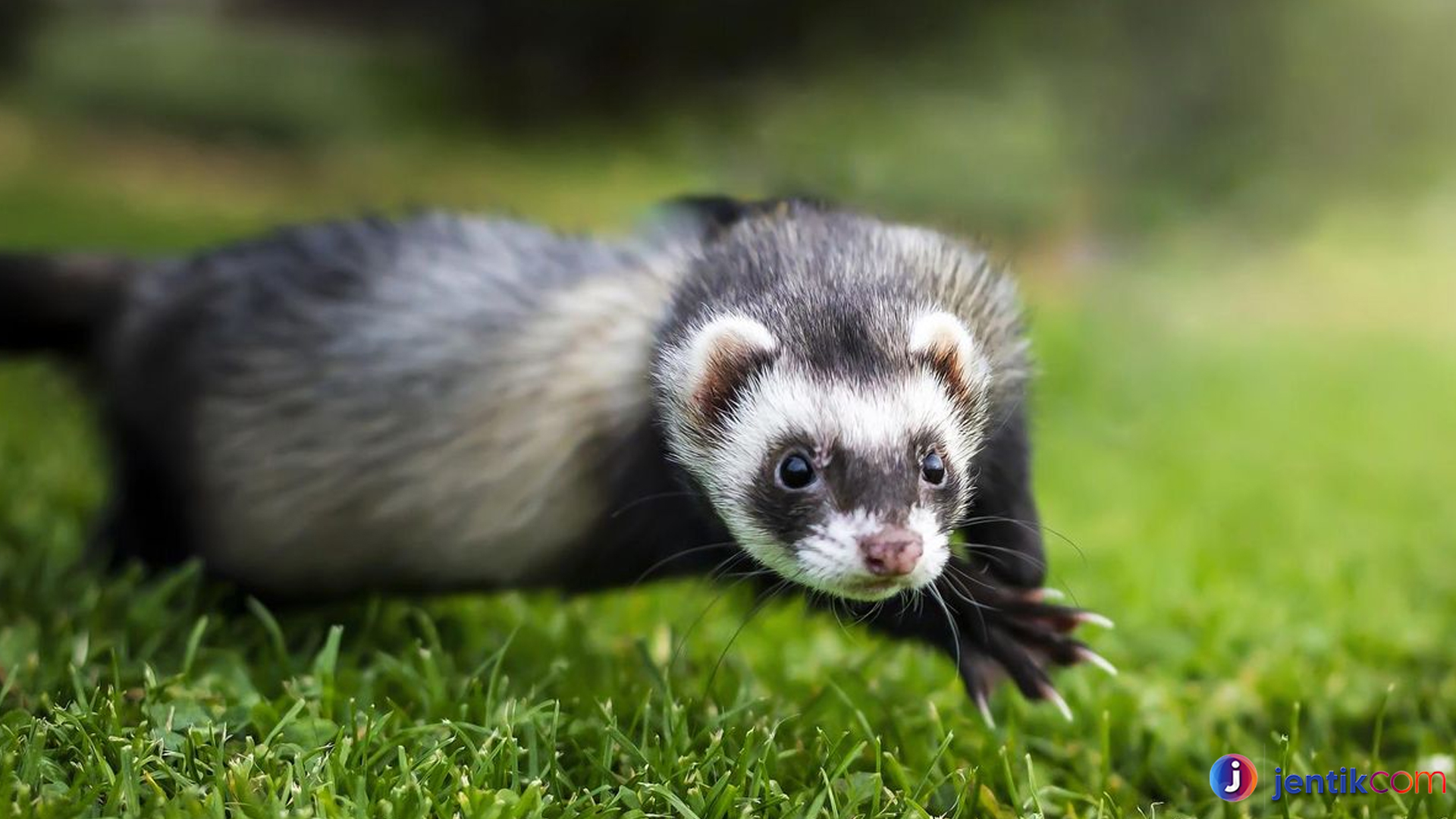 Dari Sangar Jadi Menggemaskan: Fakta Seru Tentang Ferret