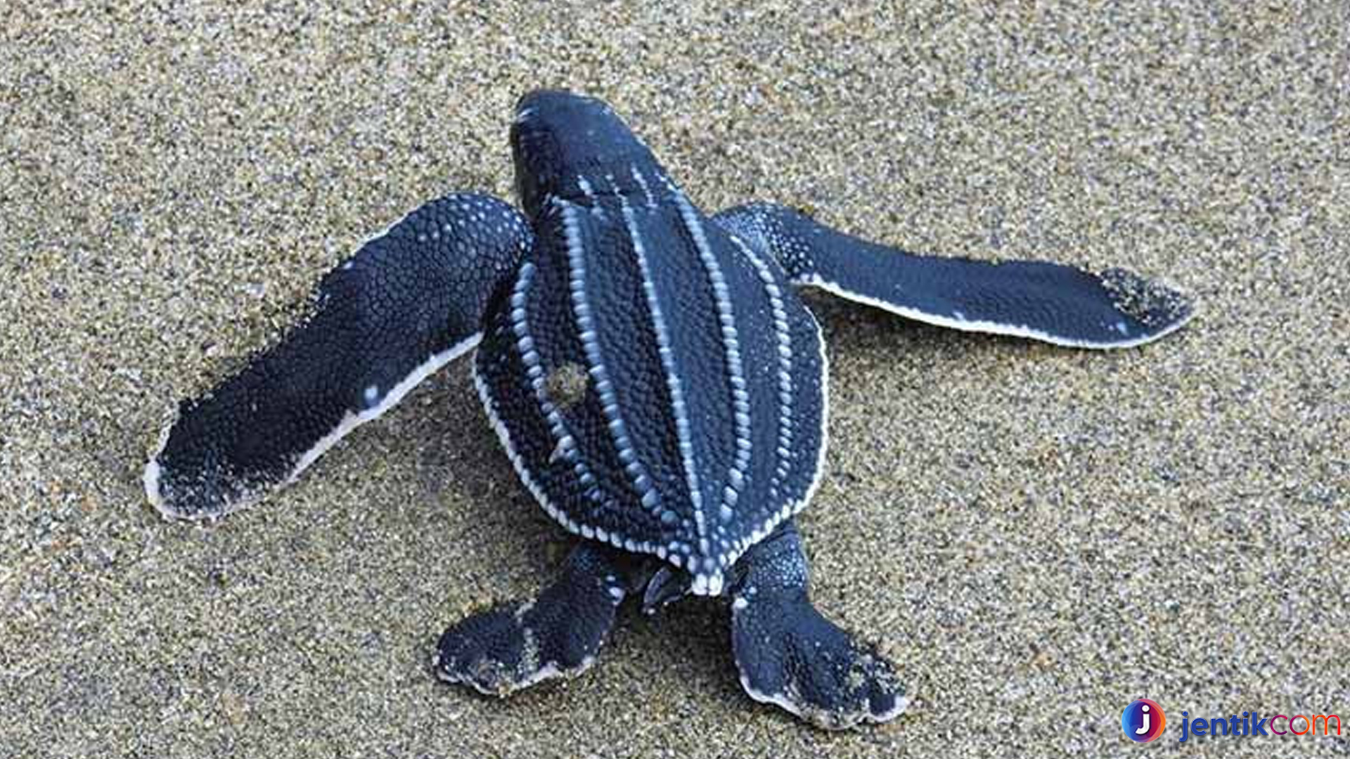 Penyu Belimbing: Keajaiban Laut dengan Cangkang Tak Biasa