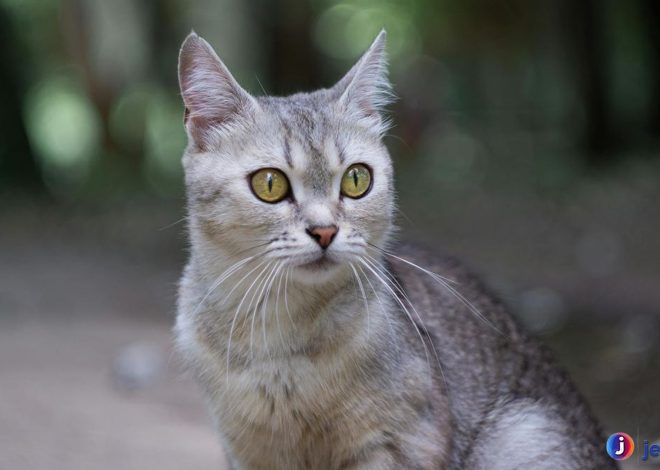 Kucing Burmilla, Si Jelita Berbulu Perak yang Menggemaskan