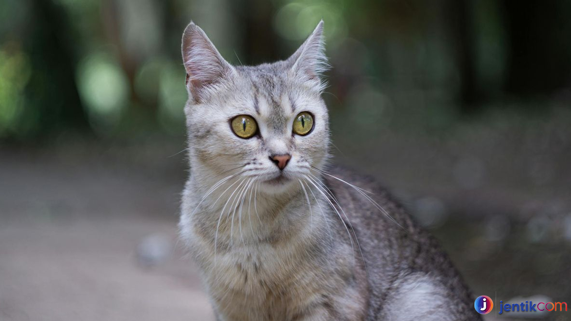 Kucing Burmilla, Si Jelita Berbulu Perak yang Menggemaskan