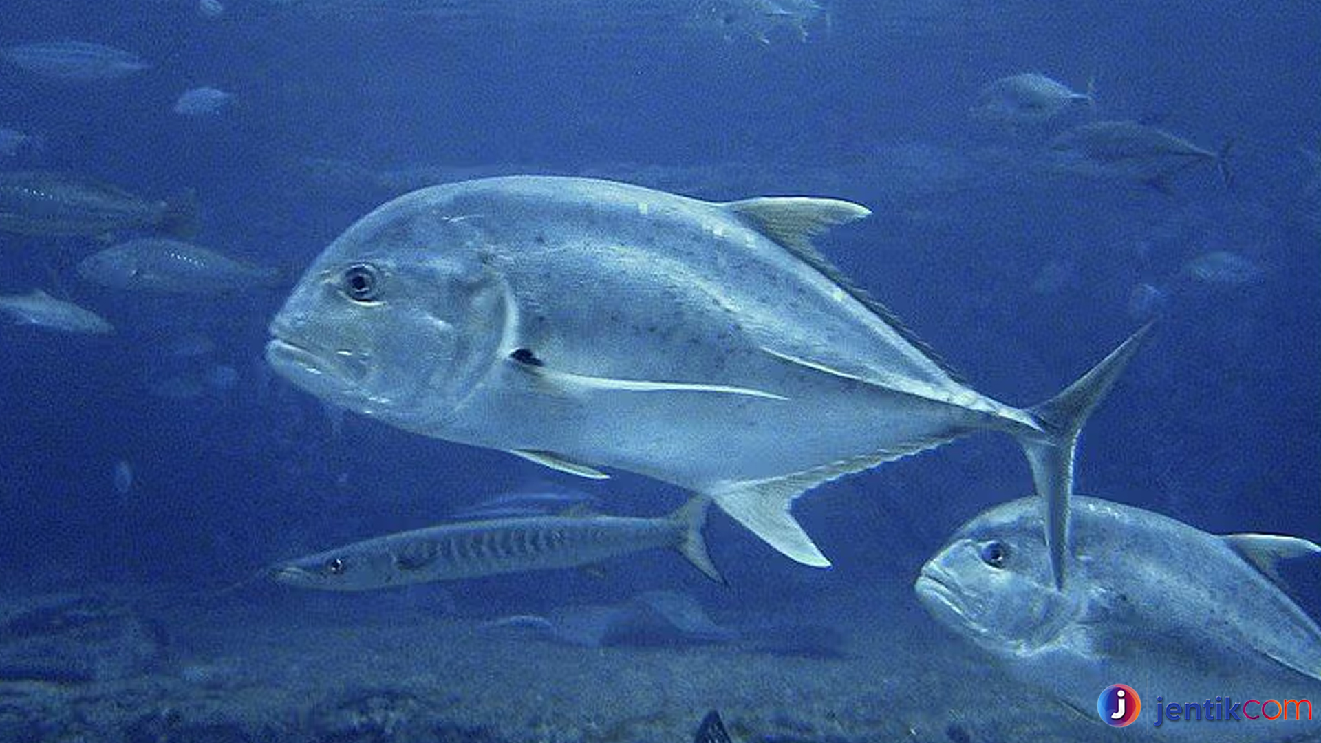 Uniknya Ikan Kuwe Batu, Fakta yang Sering Terlewatkan