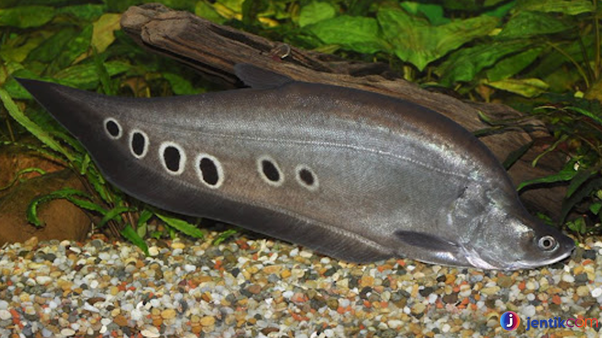 Ikan Belida: Raksasa Sungai dengan Pesona Memikat