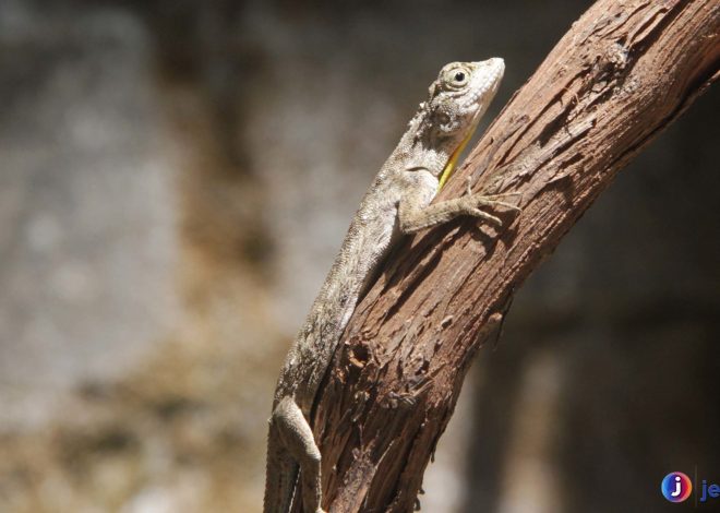 Menelusuri Habitat dan Kebiasaan Cekibar Jawa yang Unik