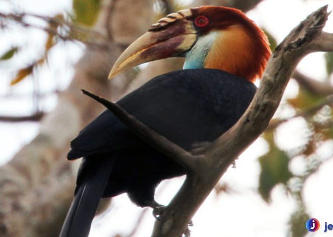 Julang Sumba: Burung Eksotis dari Pulau Surga Indonesia