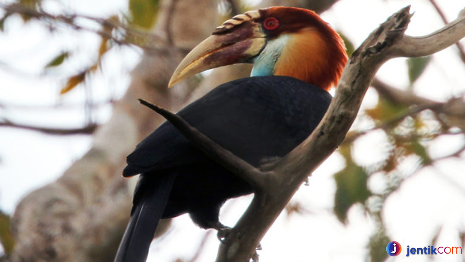 Julang Sumba: Burung Eksotis dari Pulau Surga Indonesia
