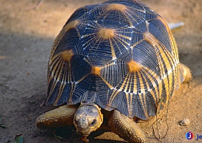 Baning Sulawesi: Harta Karun Fauna yang Jarang Terlihat
