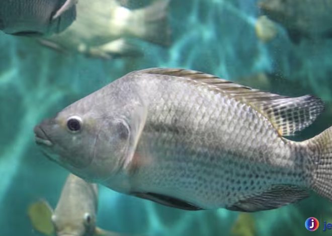Mengenal Ikan Tilapia: Karakteristik dan Habitatnya