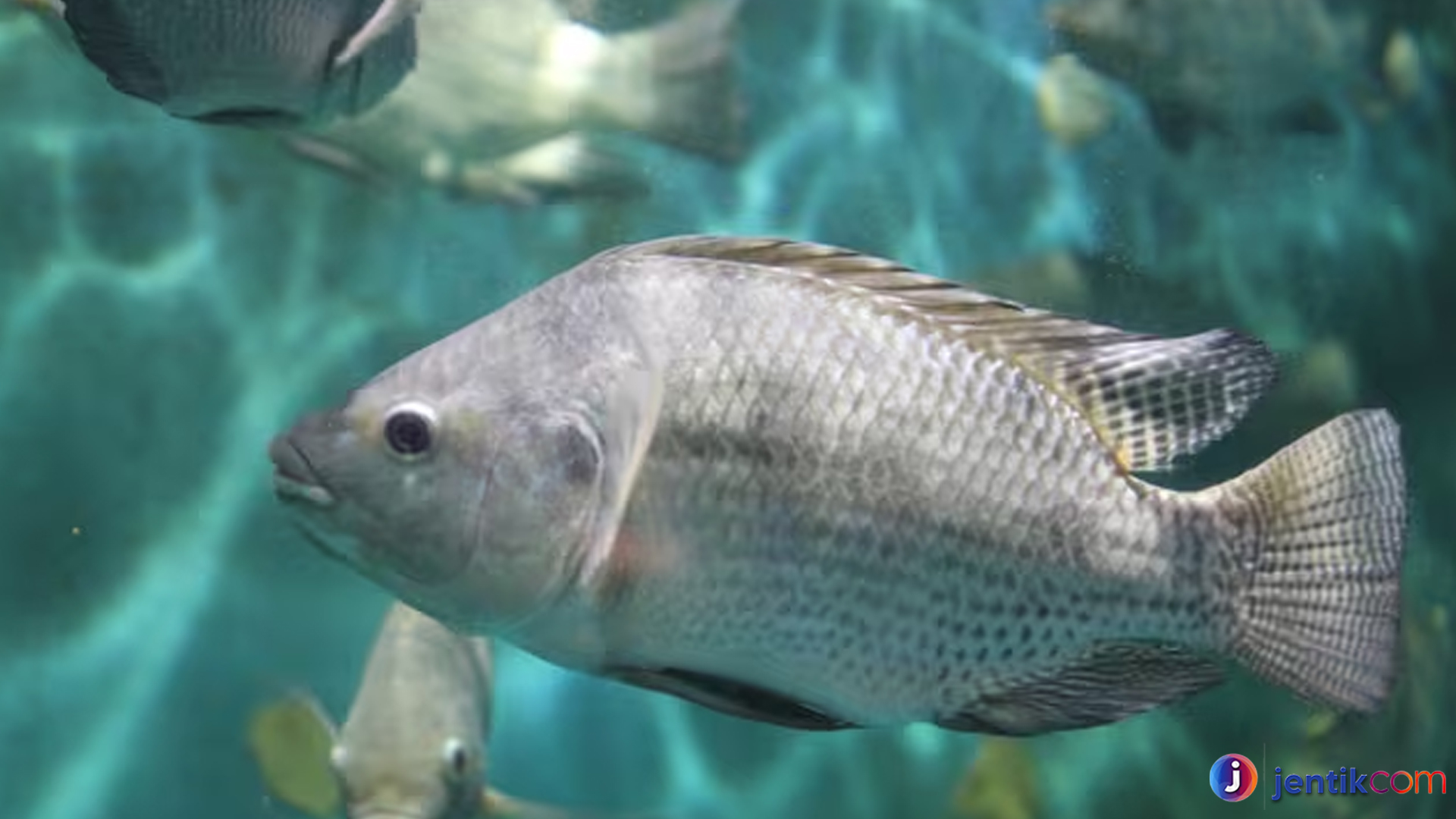 Mengenal Ikan Tilapia: Karakteristik dan Habitatnya