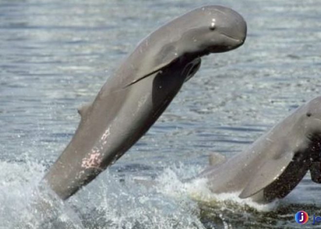 Pesut Mahakam dan Keajaiban Ekosistem Sungai Kalimantan
