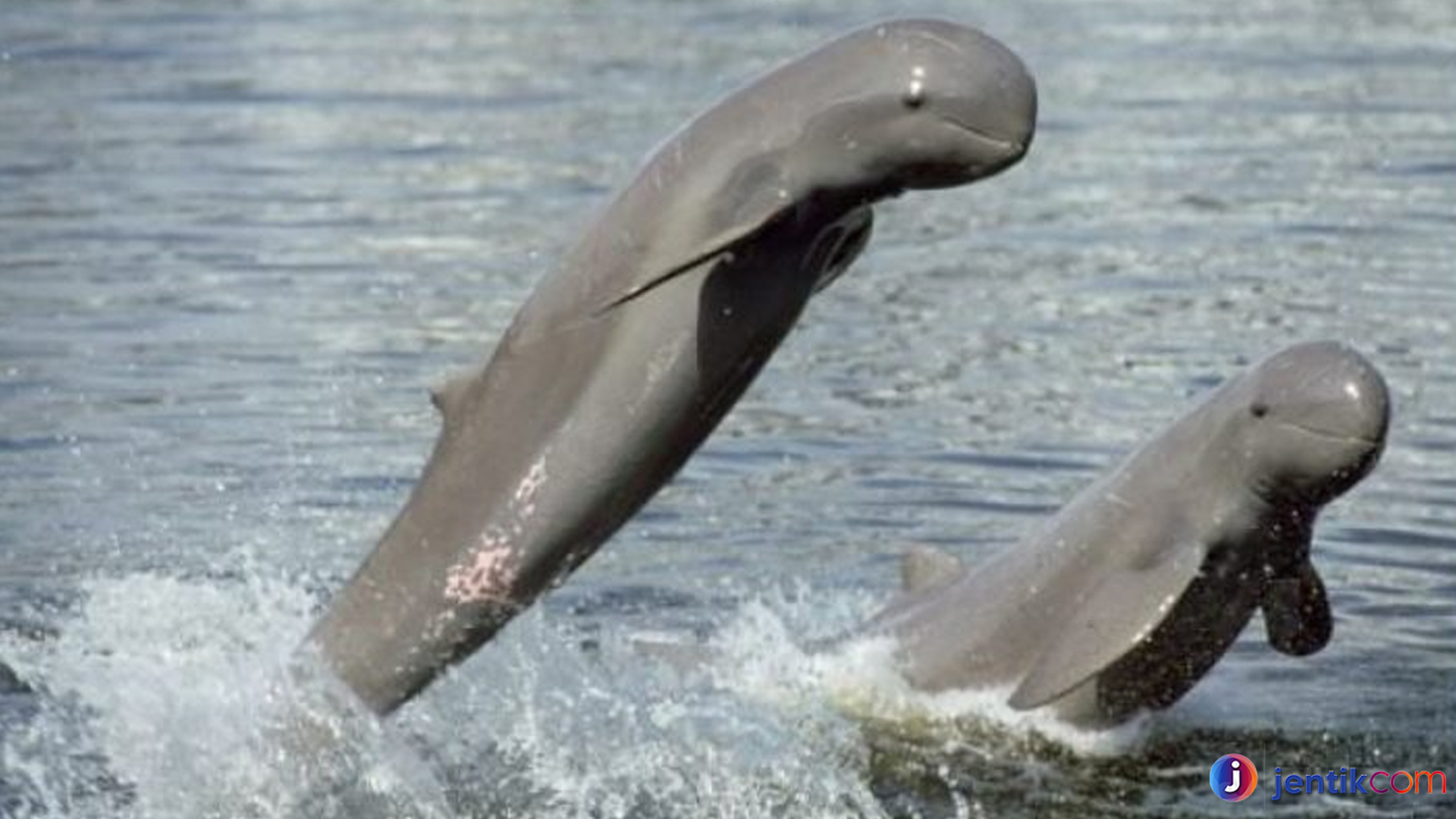 Pesut Mahakam dan Keajaiban Ekosistem Sungai Kalimantan