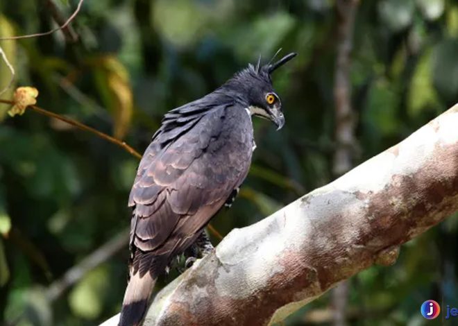 Burung Elang Gunung: Si Pemburu Ulung dari Langit Tinggi
