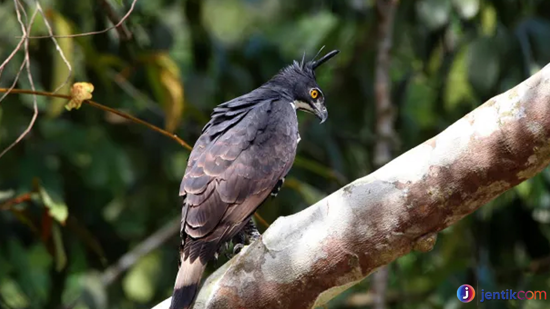 Burung Elang Gunung: Si Pemburu Ulung dari Langit Tinggi