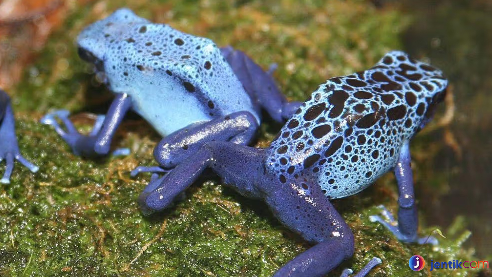 Katak Panah Beracun: Si Kecil Berbahaya dari Hutan Tropis