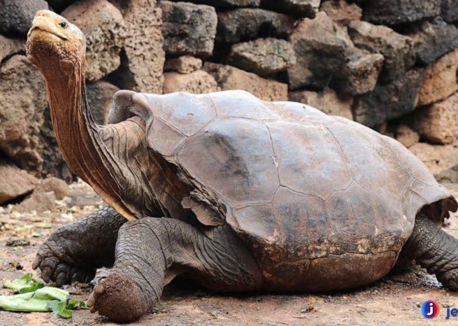 Kura-kura Galapagos: Simbol Alam Purba yang Tetap Bertahan