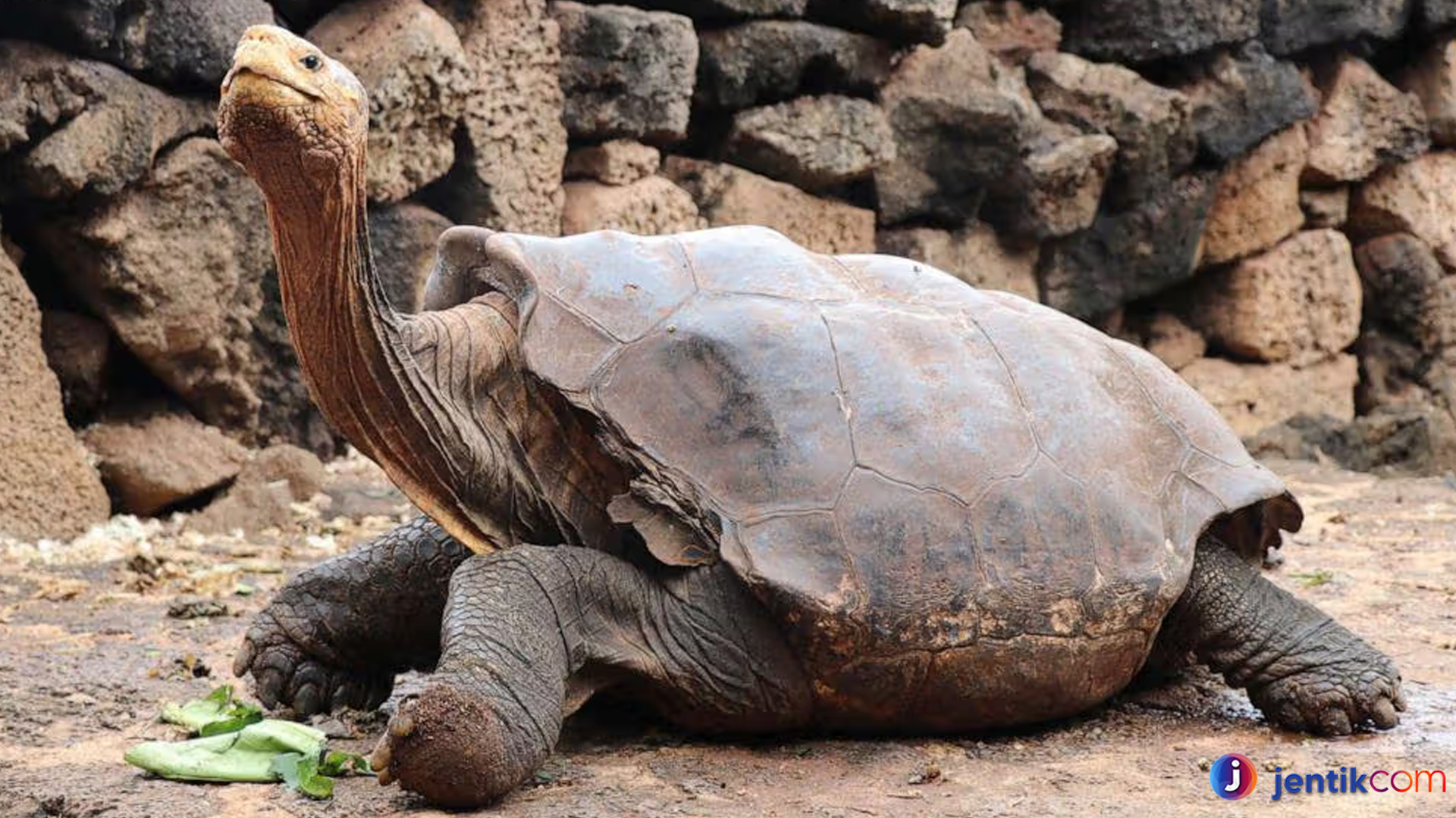 Kura-kura Galapagos: Simbol Alam Purba yang Tetap Bertahan