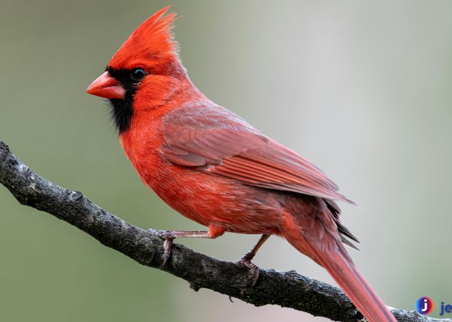 Kardinal Merah, Si Burung Merah Menawan di Setiap Musim
