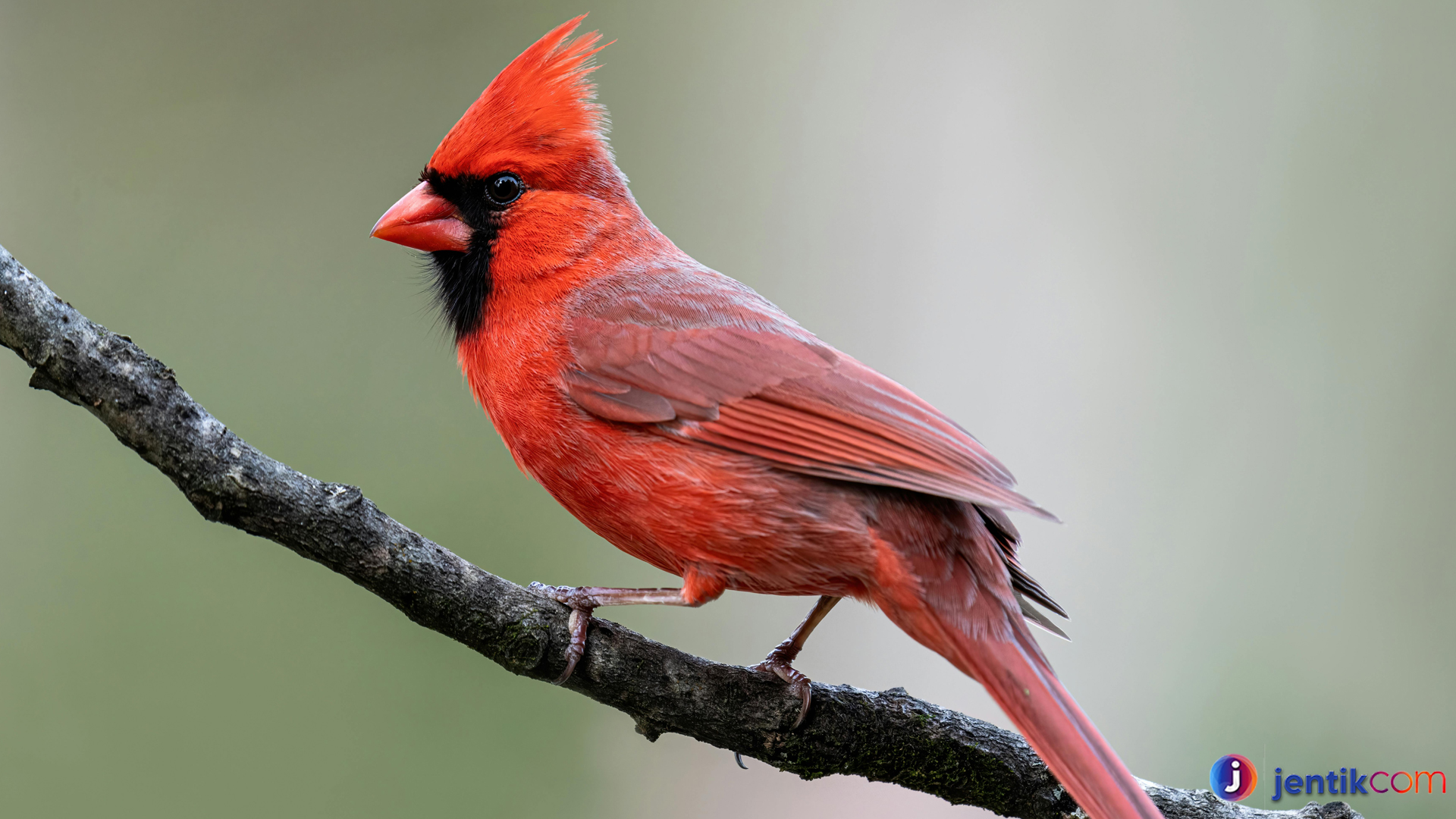 Kardinal Merah, Si Burung Merah Menawan di Setiap Musim