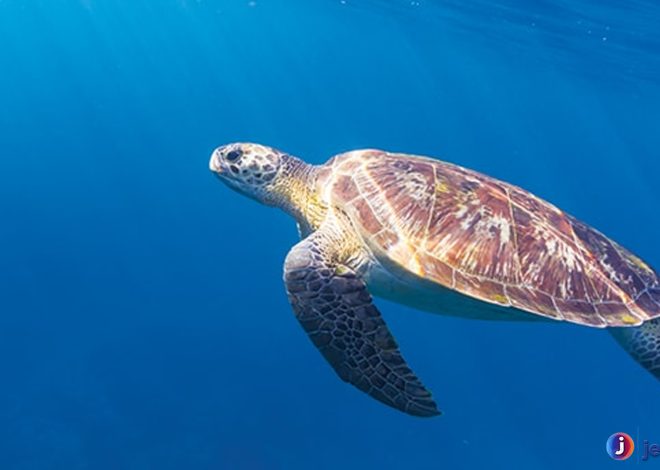 Rahasia Penyu Sisik, Si Penghuni Laut Tropis yang Menawan