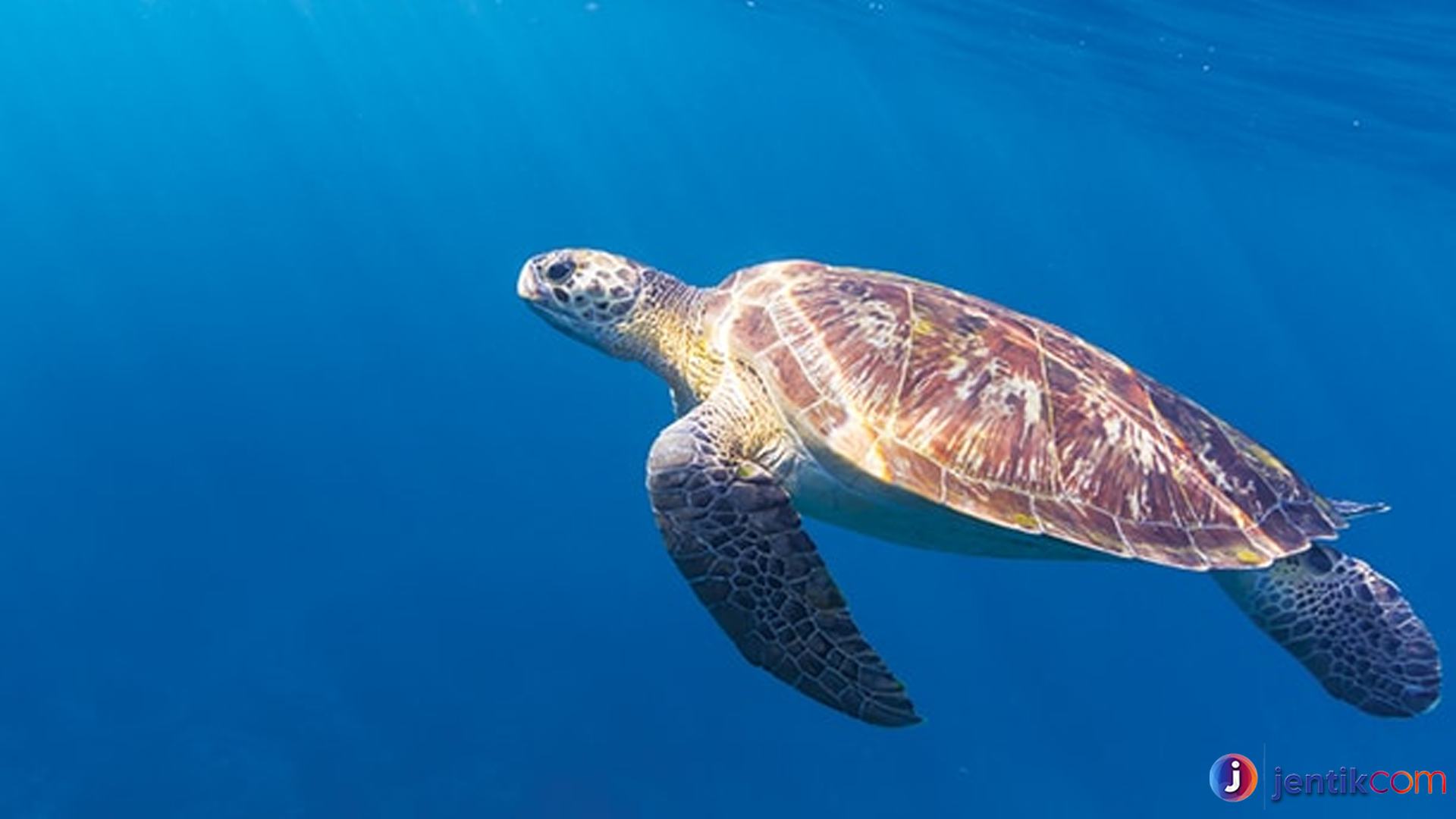 Rahasia Penyu Sisik, Si Penghuni Laut Tropis yang Menawan