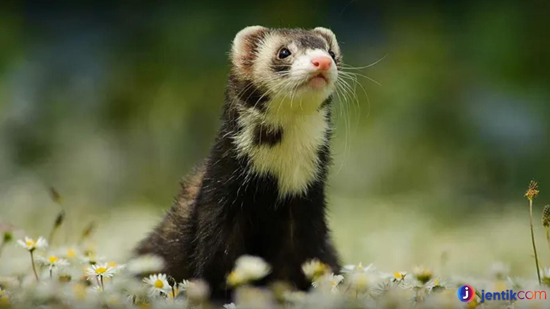 Dari Sangar Jadi Menggemaskan: Fakta Seru Tentang Ferret