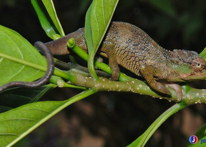 Mengenal Kinyongia, Si Reptil Bertanduk dengan Pesona Unik