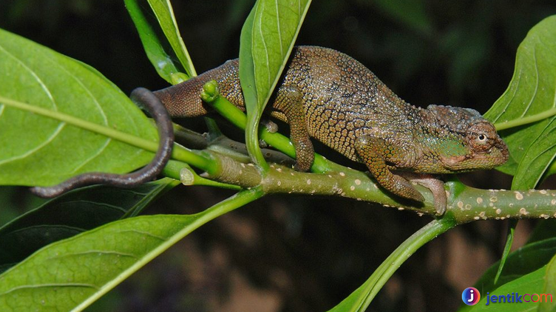 Mengenal Kinyongia, Si Reptil Bertanduk dengan Pesona Unik