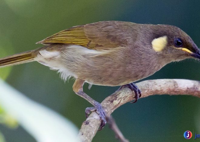 Mengenal Burung Ajwoy: Si Kecil Penuh Pesona dari Alam
