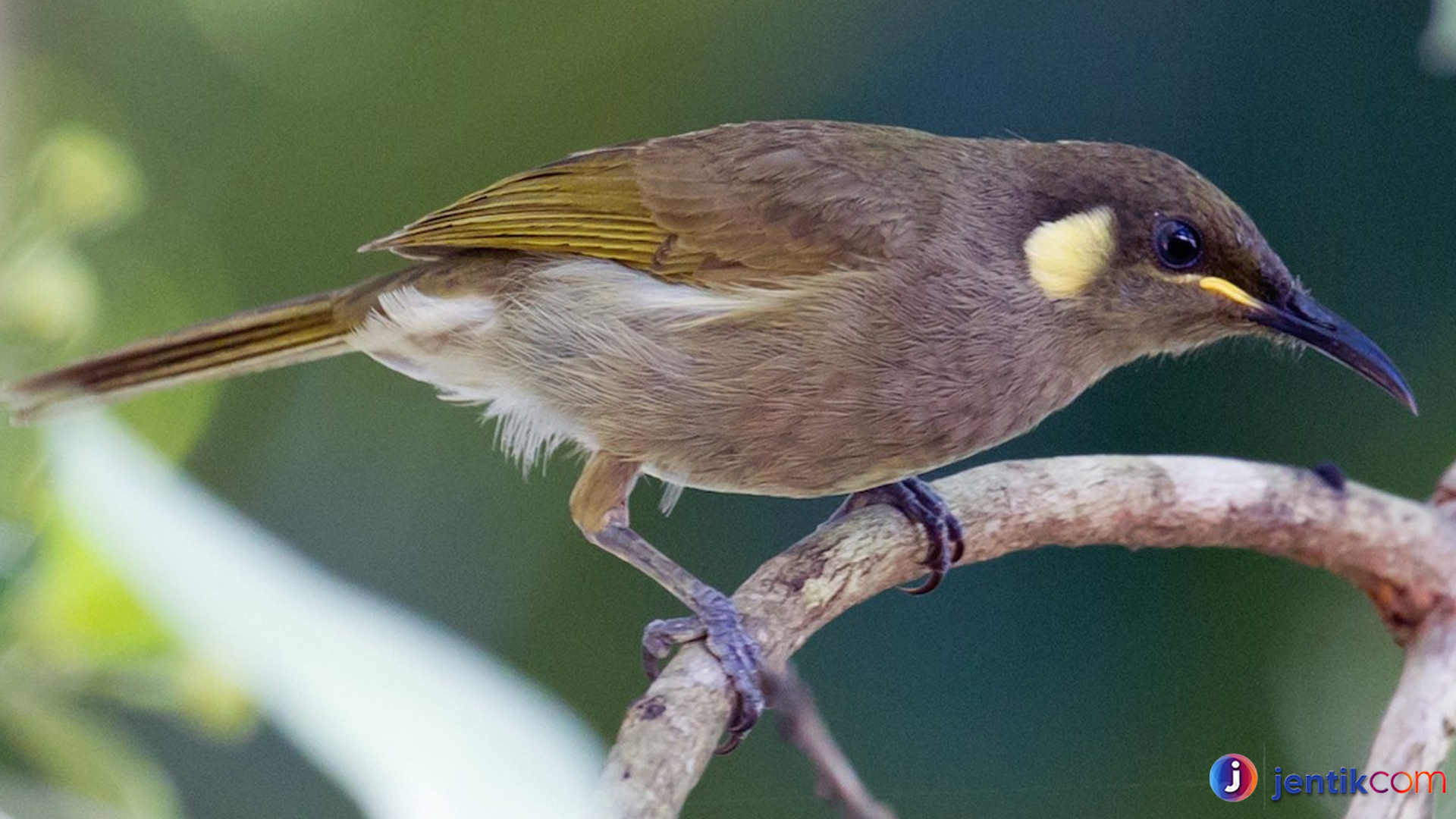 Mengenal Burung Ajwoy: Si Kecil Penuh Pesona dari Alam