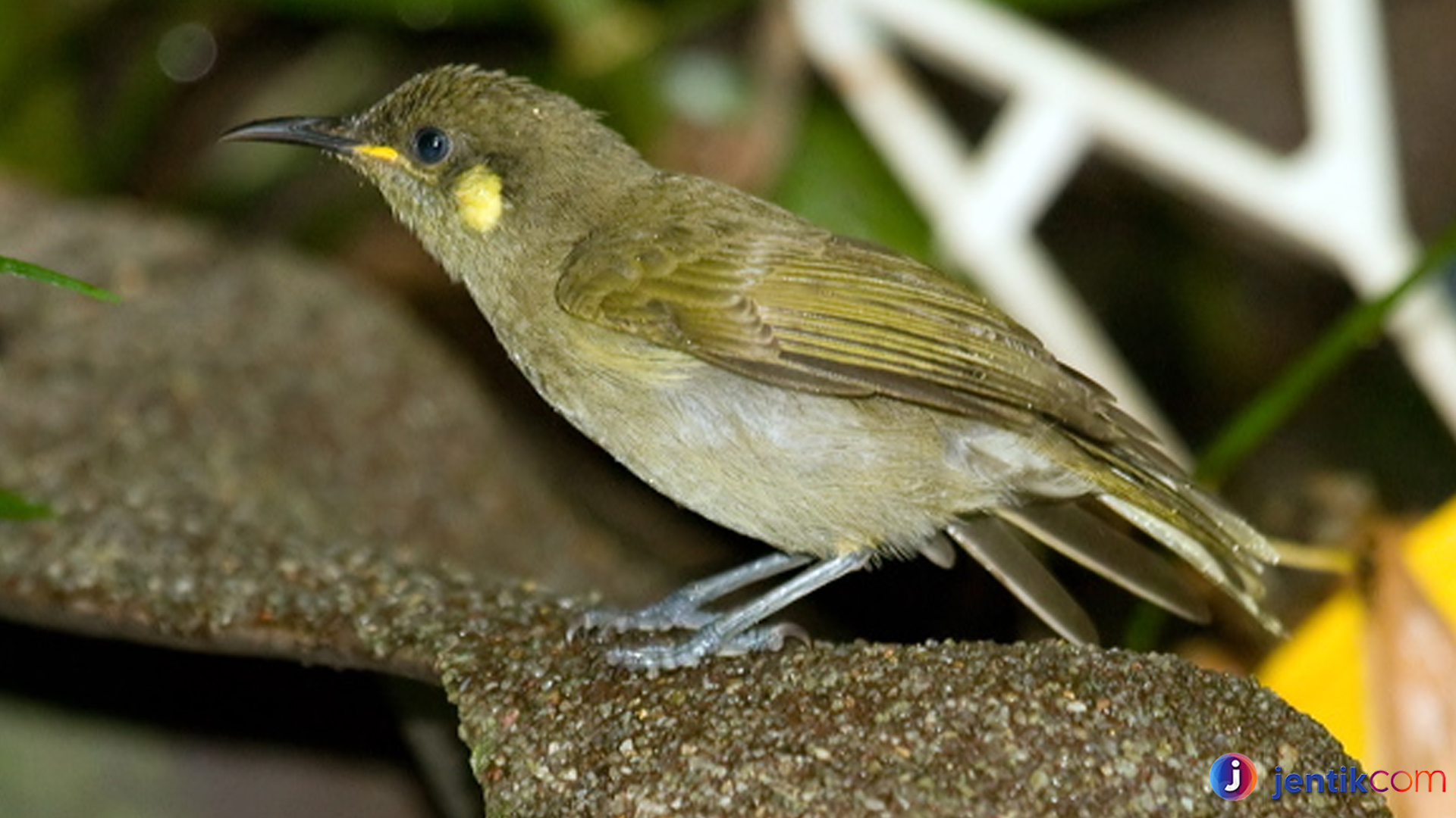 Mengenal Burung Ajwoy: Si Kecil Penuh Pesona dari Alam